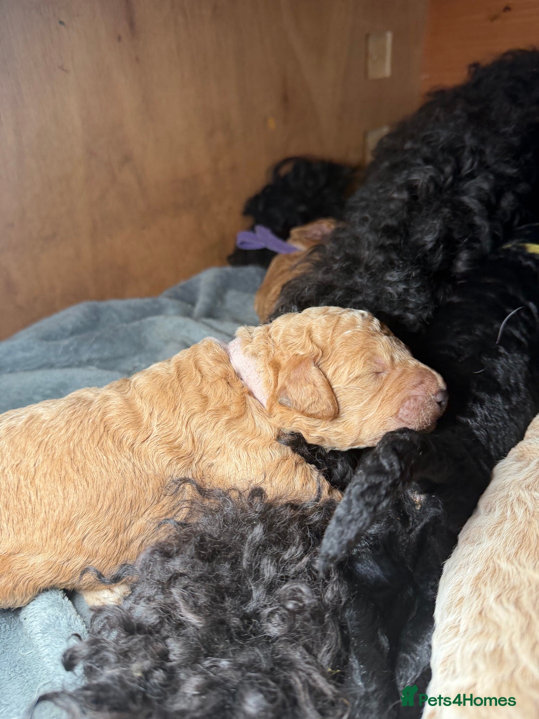 Goldendoodle dogs for sale: Beautiful Rainbow Litter of Goldendoodles - Advert 11