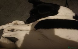 Fox Terrier dogs for sale: Looking for new home - Image 3