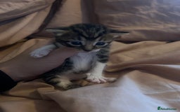 Mixed Breed cats for sale: Kittens for sale  - Image 3