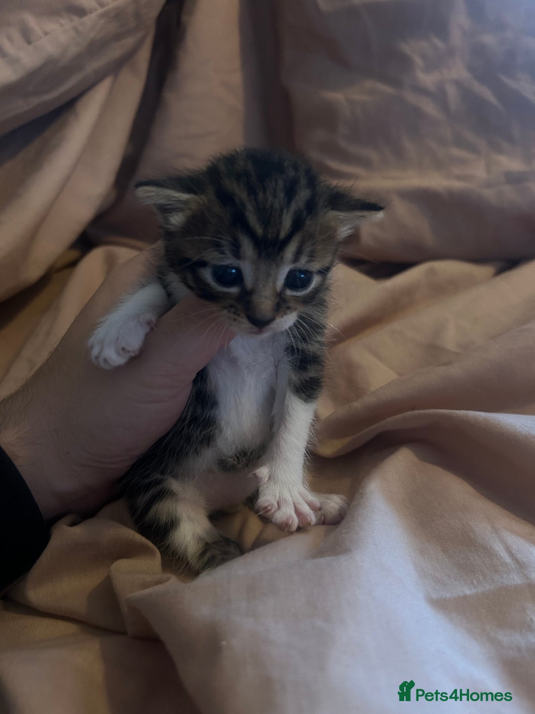 Mixed Breed cats for sale: Kittens for sale  - Image 3