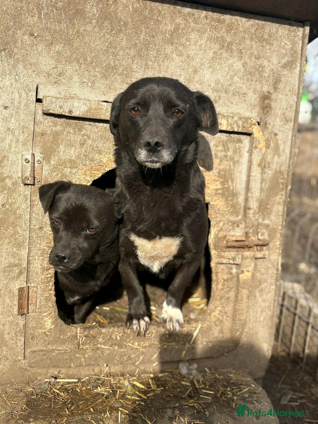 Mixed Breed dogs for adoption: 💕 Bramble - Advert 4