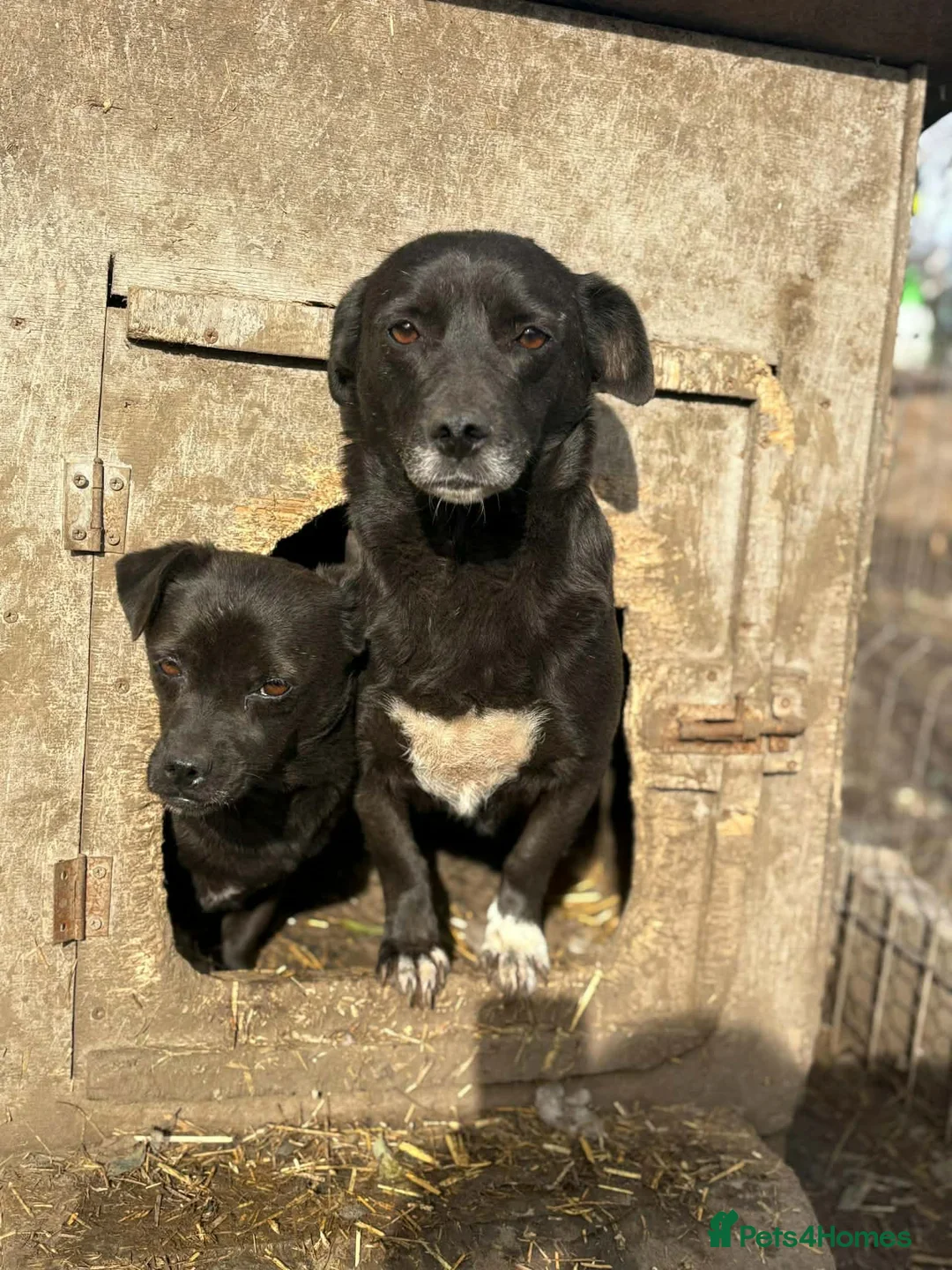 Mixed Breed dogs for adoption: 💕 Bramble - Advert 4