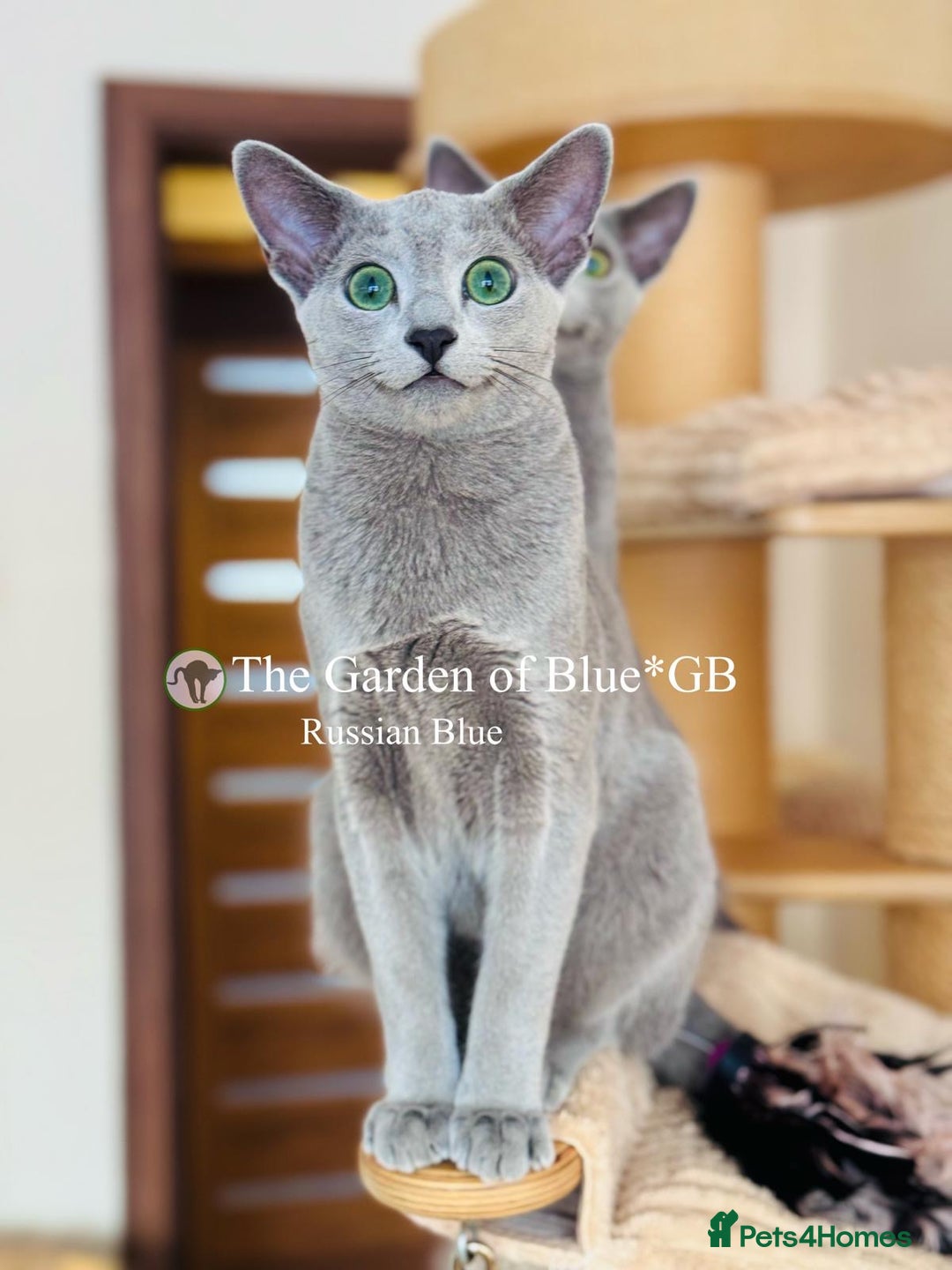 Russian Blue cats for sale: Adorable 6-Month-Old Russian Blue Kittens - Advert 12