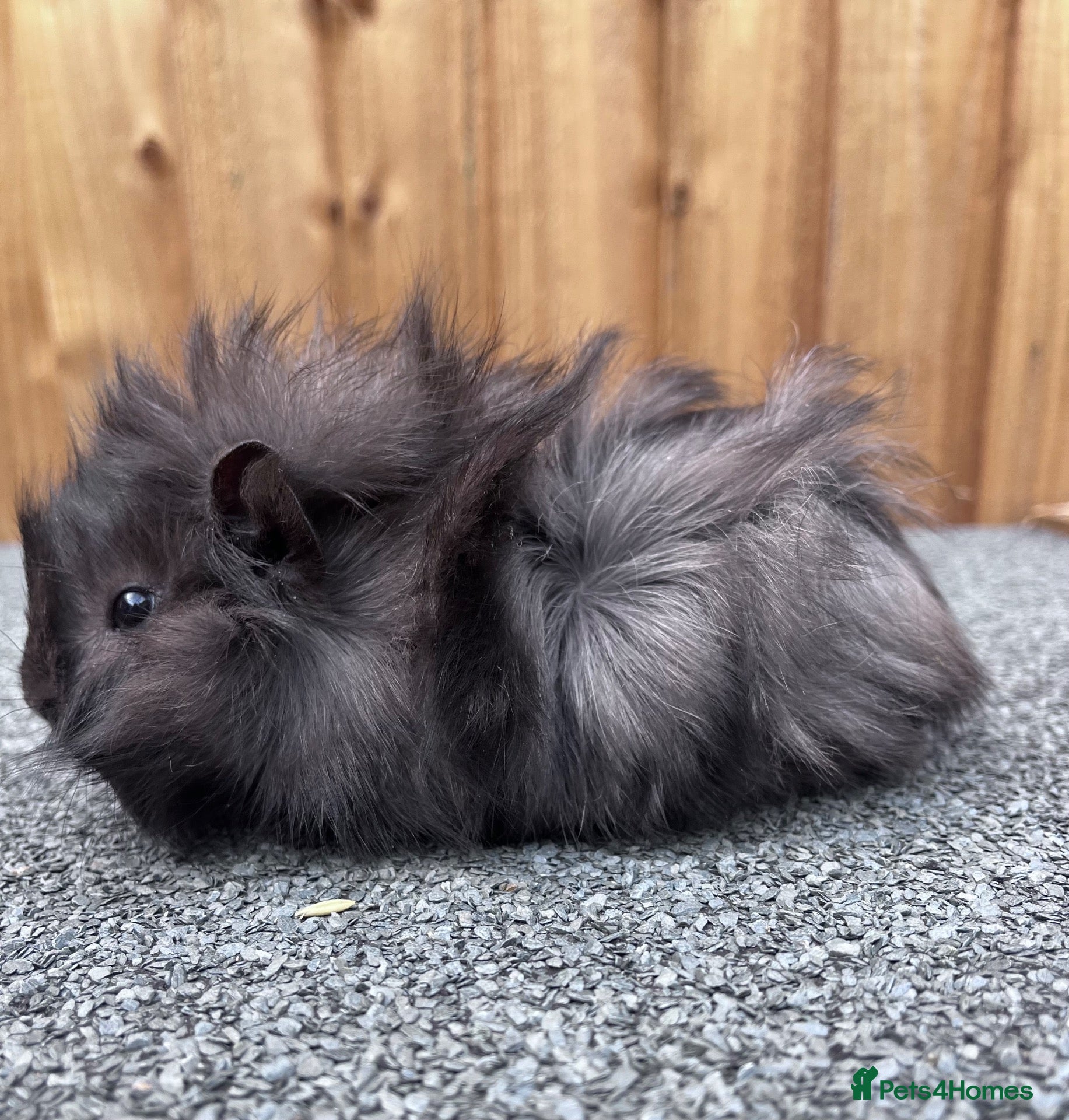 Guinea Pig rodents Adorable 9 week old male guinea pig  - Advert 5