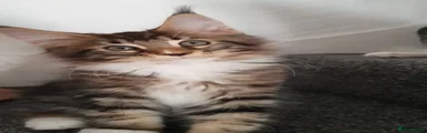 Niki