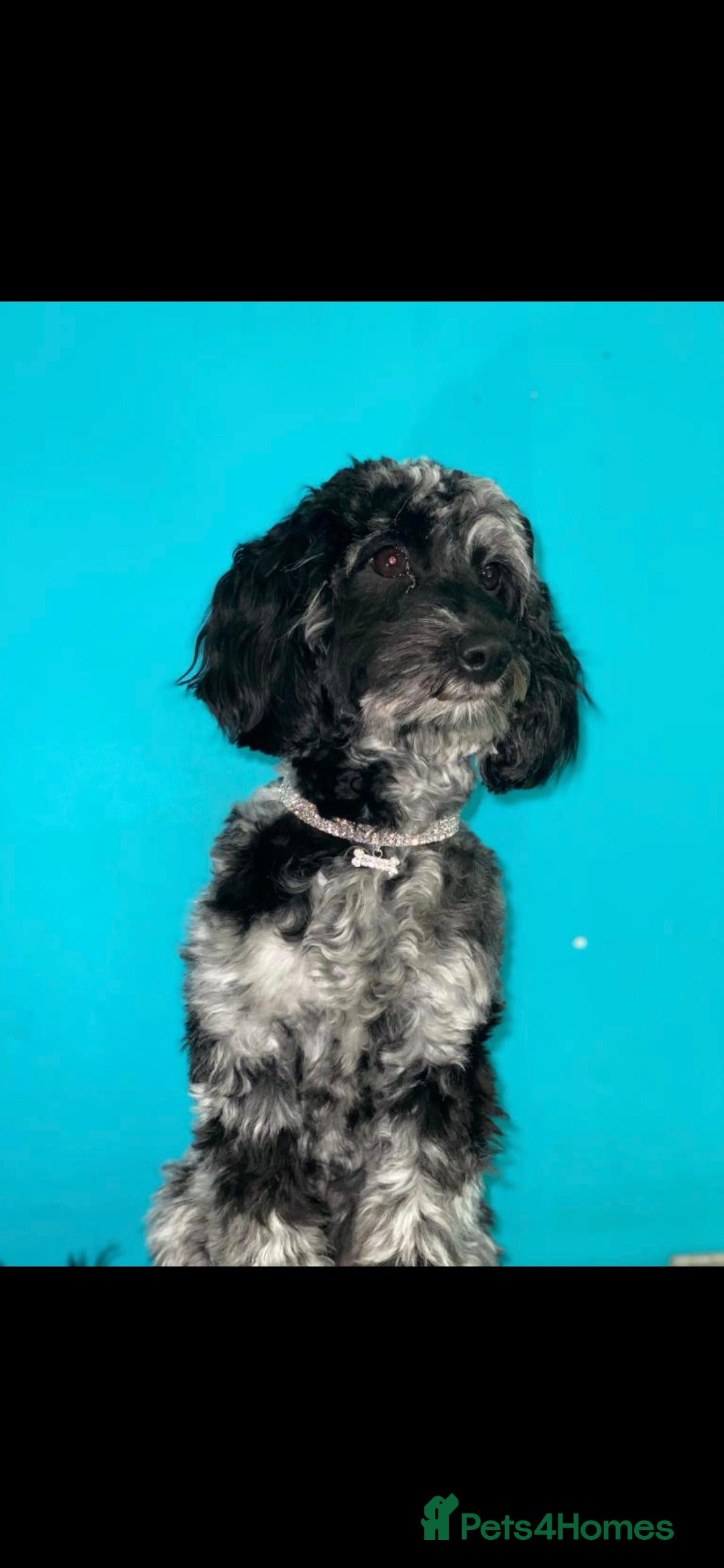 Cockapoo dogs for sale: Gorgeous Cockapoos Health Tested Parents - Image 8