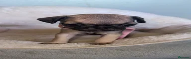 Frug 4