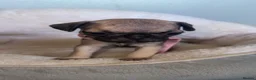Frug dogs for sale: Frug puppies for sale  - Advert 2