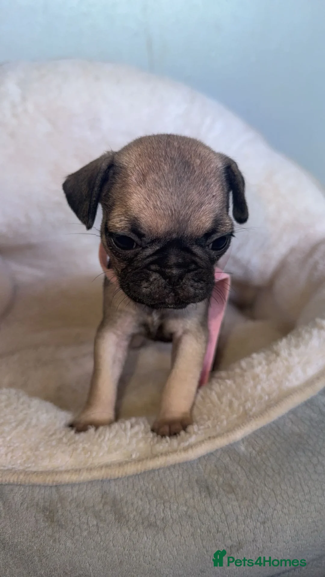 Frug dogs for sale: Frug puppies for sale  - Advert 2