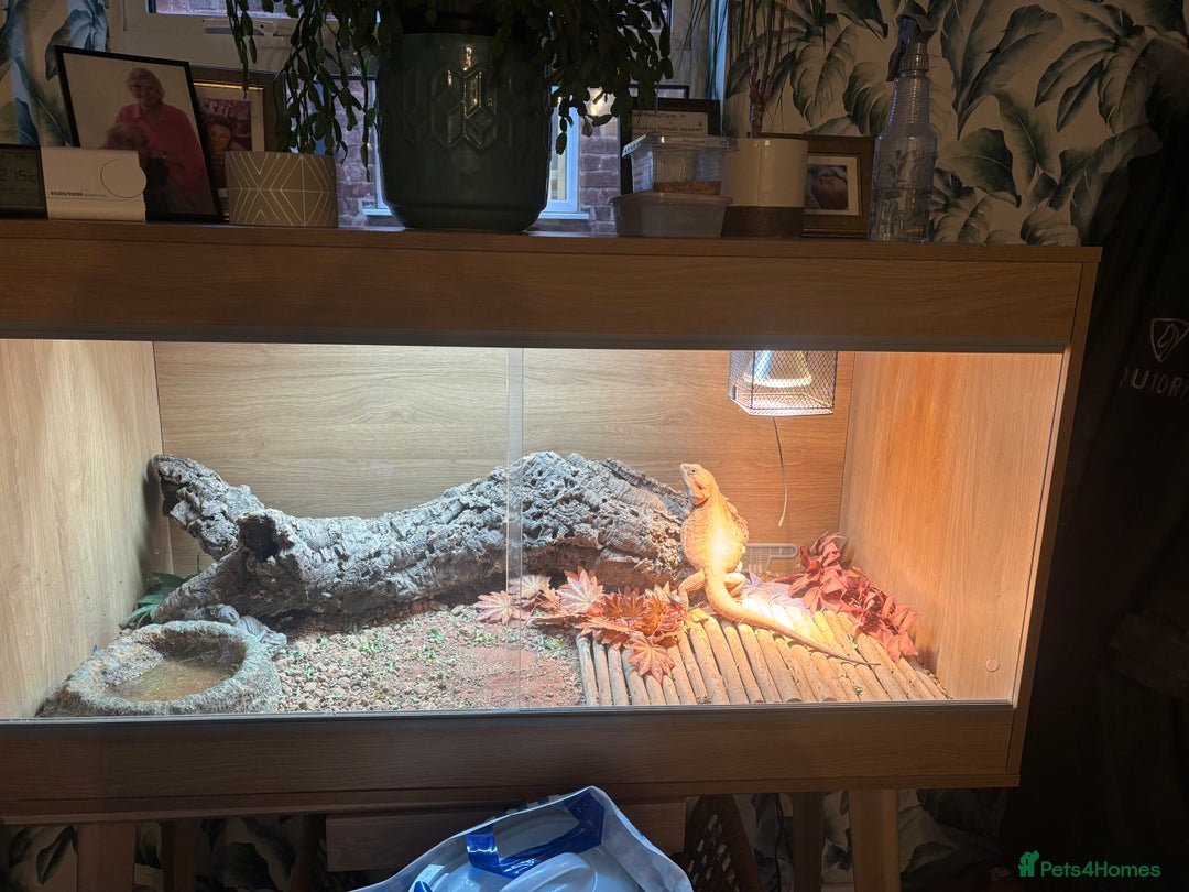 Bearded Dragon reptiles for sale: Bearded Dragon full set up for sale - Advert 3