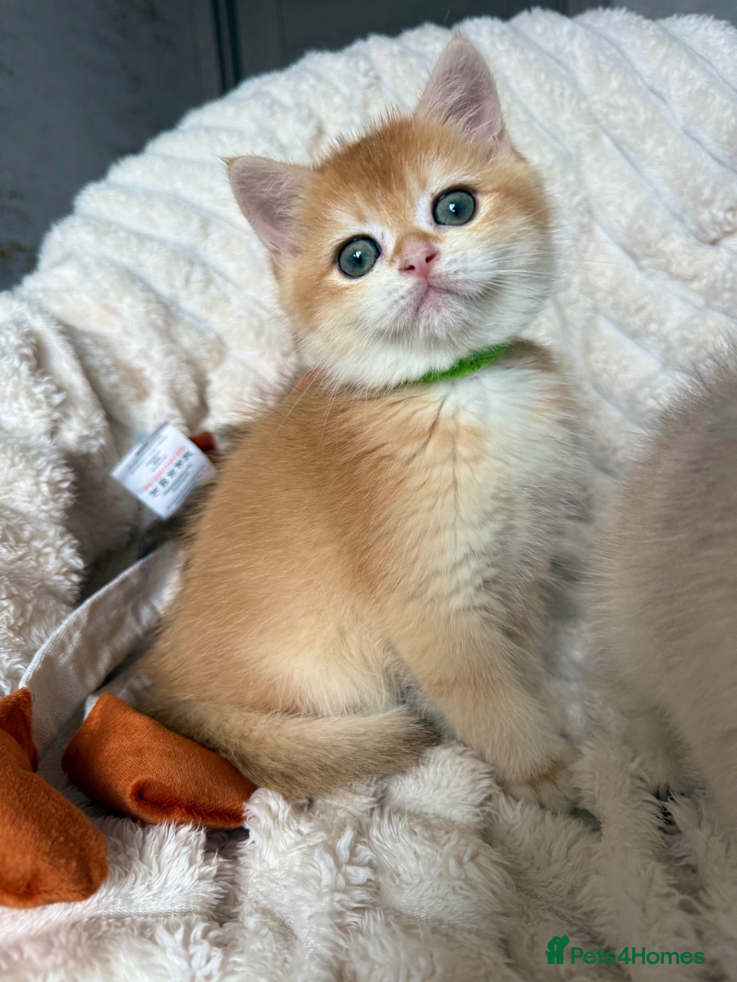 British Shorthair cats 🧡Exceptional golden British shorthairs 🧡 - Advert 14