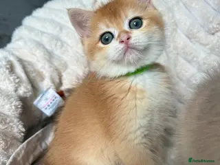 British Shorthair cats 🧡Exceptional golden British shorthairs 🧡 - Advert 14