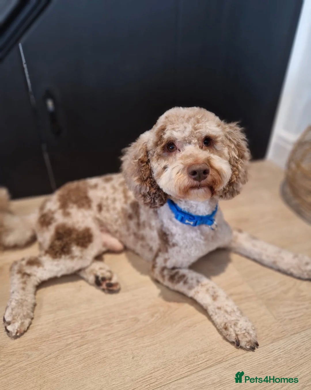 Cockapoo dogs for sale: Cockapoo F1b Puppies born 8 December  - Advert 4