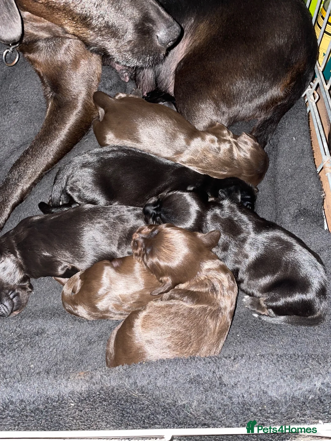 Sprocker dogs for sale: Sprocker pups in Peterborough - Advert 2