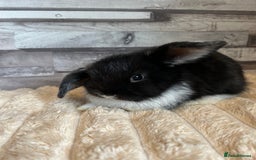 Mini Lop rabbits for sale: ⭐️Pure Breed Holland lops⭐️ - Image 12