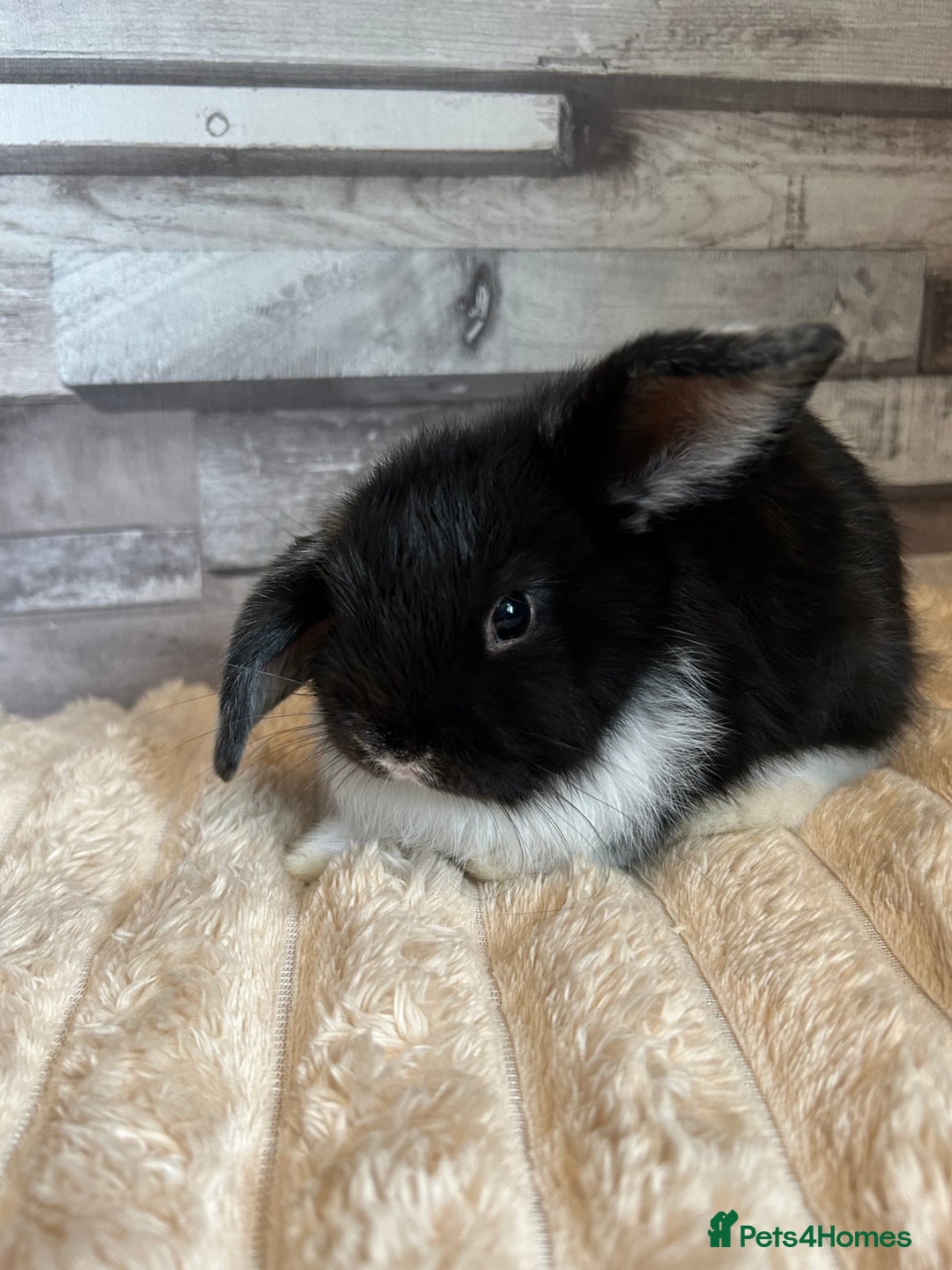 Mini Lop rabbits for sale: ⭐️Pure Breed Holland lops⭐️ - Image 12