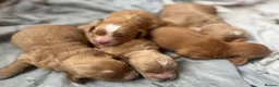 Cockapoo dogs for sale: F1 Cockapoo Puppies  in Axbridge - Advert 4