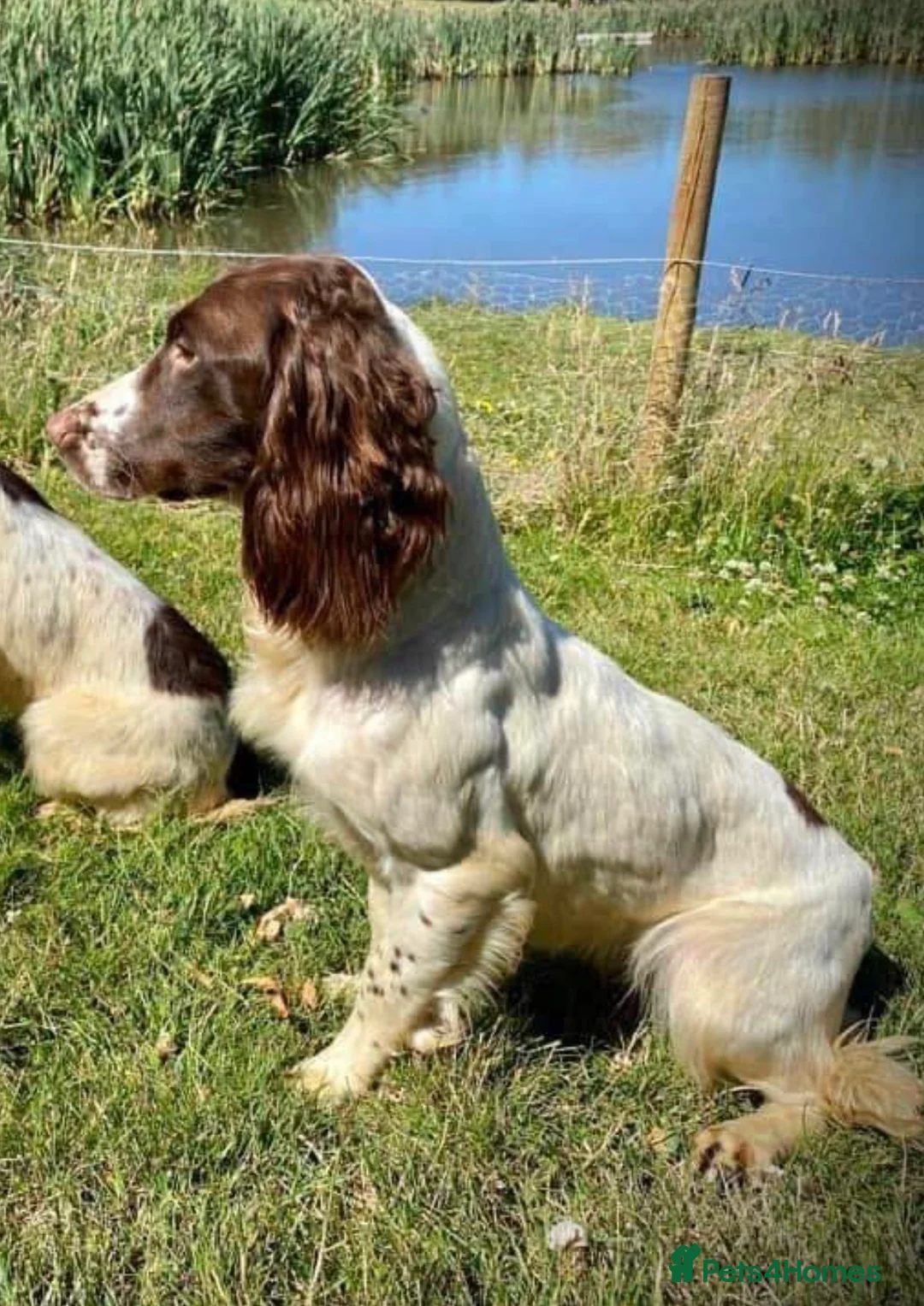 English Springer Spaniel dogs for sale: Very nicely bred English Springer Spaniel puppies  in Dalkeith - Advert 9