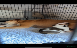 Staffordshire Bull Terrier dogs for sale: Outstanding dual breeding  - Image 4