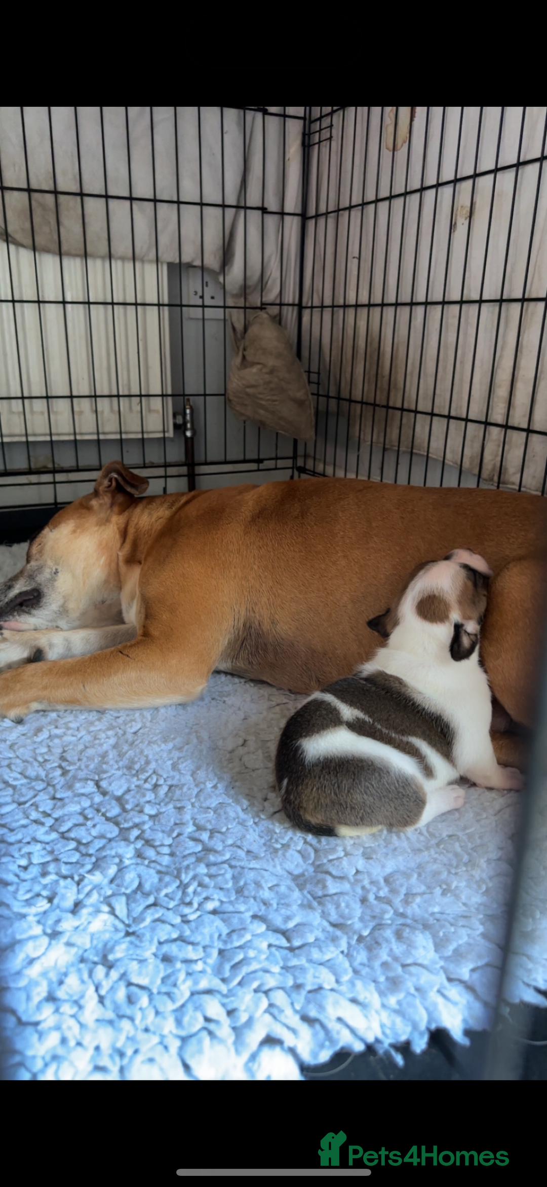 Staffordshire Bull Terrier dogs for sale: Outstanding dual breeding  - Image 4