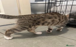 British Shorthair cats for sale: One female kitten for sale - Advert 14