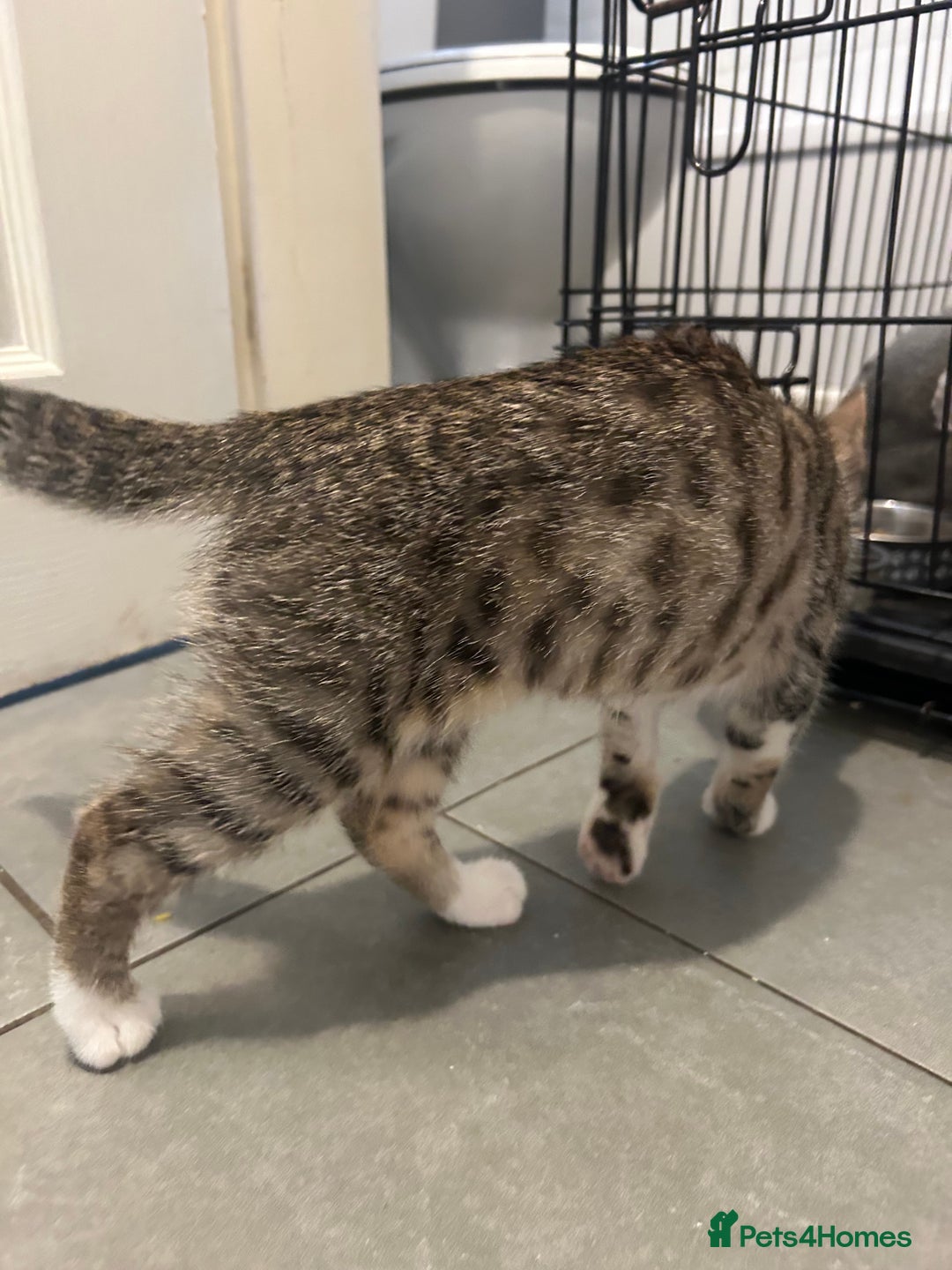 British Shorthair cats for sale: One female kitten for sale - Advert 14