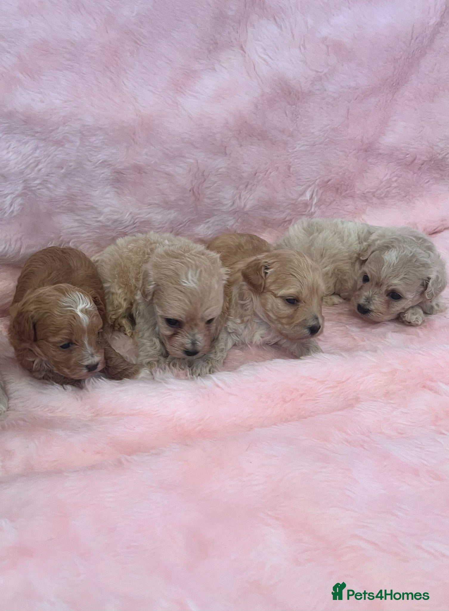 Maltipoo dogs Stunning litter of maltipoo Puppies - Advert 7