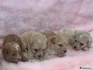 Maltipoo dogs Stunning litter of maltipoo Puppies - Advert 7