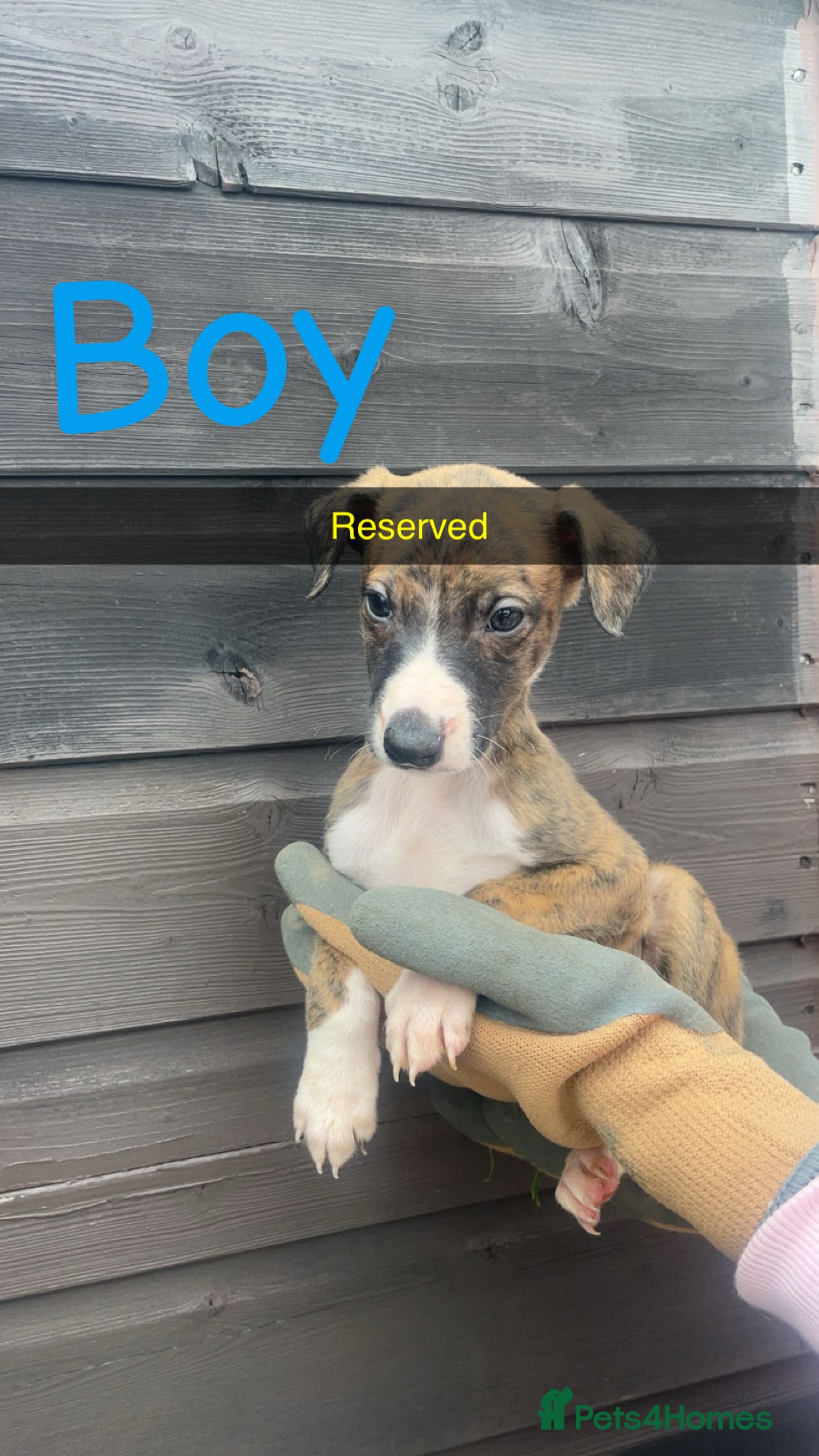 Whippet dogs Whippet pups for sale - Advert 6