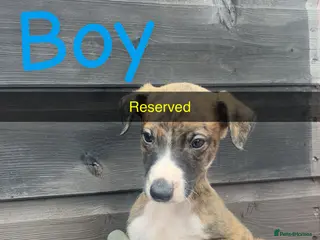 Whippet dogs Whippet pups for sale - Advert 5