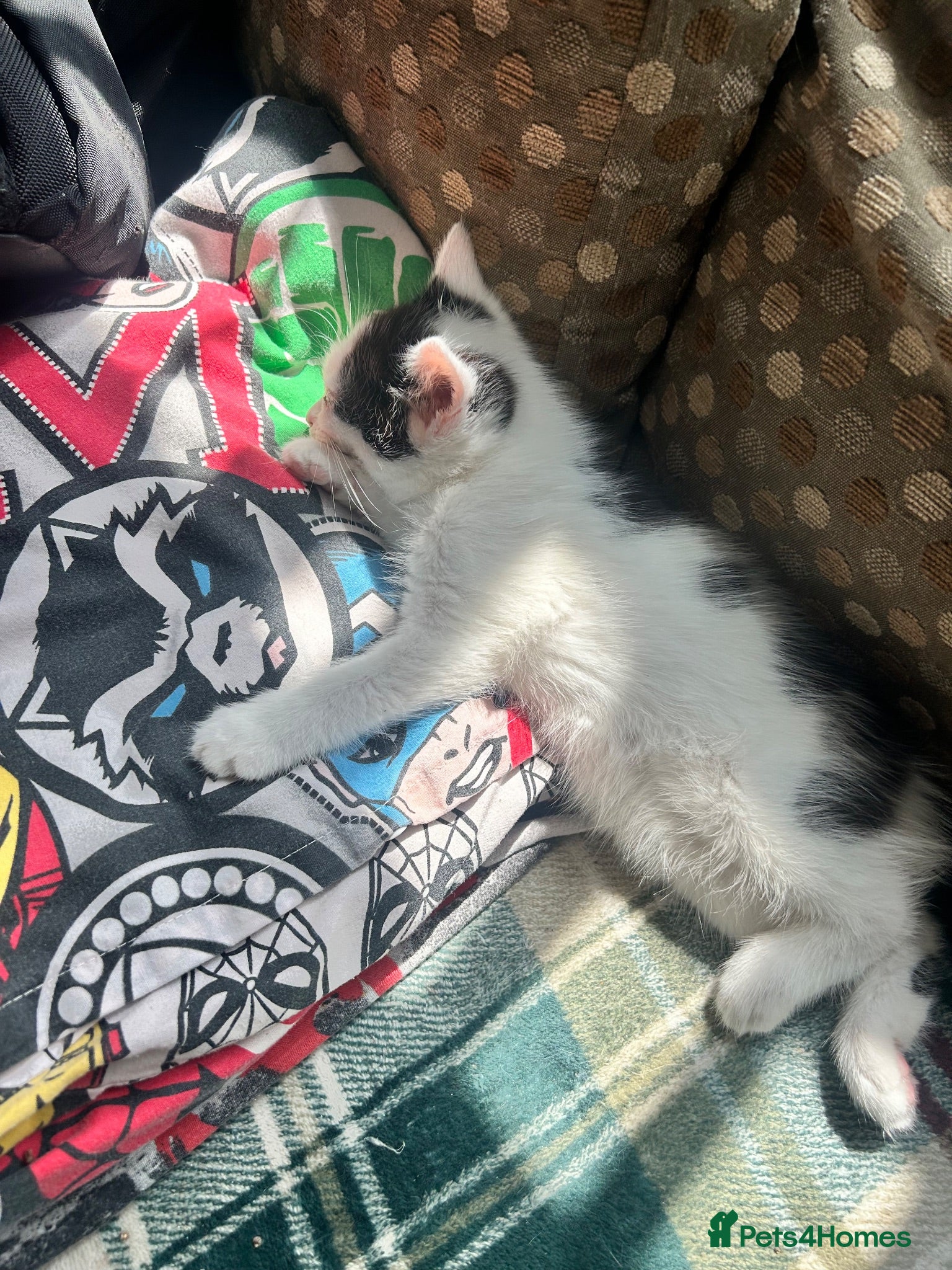 Mixed Breed cats 1 male kitten left ready to leave now  - Advert 5