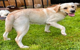 Labrador Retriever dogs for adoption: Lucia’s Story - Minutes from Death - Image 4
