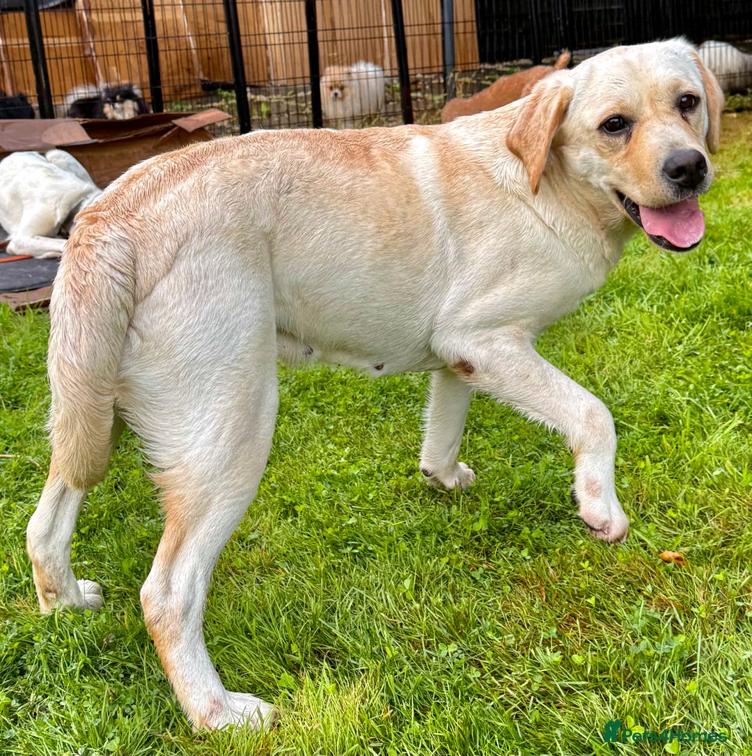 Labrador Retriever dogs for adoption: Lucia’s Story - Minutes from Death - Image 4