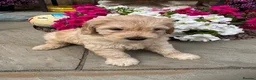 Mixed Breed dogs for sale: Stunning labradoodle puppies in Kettering - Advert 12