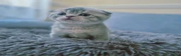 Scottish Fold cats for sale: Scottish Fold/ Straight kittens  in Ripon - Advert 31