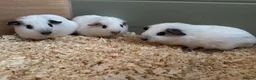 Guinea Pig rodents for sale: Baby guinea pigs mixed breeds  - Advert 4