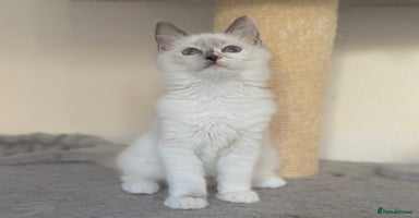 Ragdoll cats - Advert 13