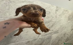 Miniature Dachshund dogs for sale: REDUCED Miniature dachshund Last Two available  in Hook - Image 22
