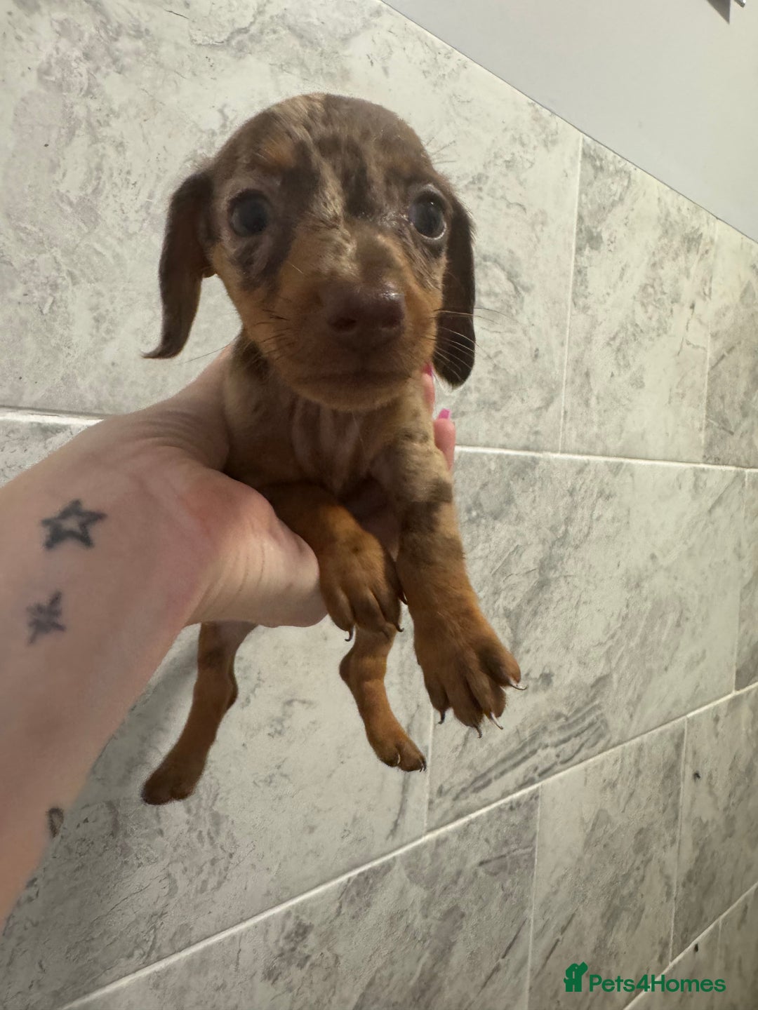 Miniature Dachshund dogs for sale: REDUCED Miniature dachshund Last Two available  in Hook - Image 22