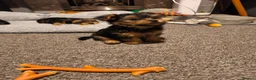 Yorkshire Terrier dogs for sale: Beautiful Yorkshire Terrier Pupp – 2 Girls & 1 Boy - Advert 11
