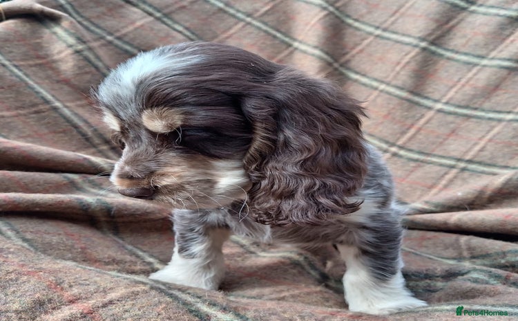 Cocker Spaniel dogs - Advert 8