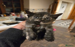 British Shorthair cats for sale: Beautifully marked kittens.  - Image 15