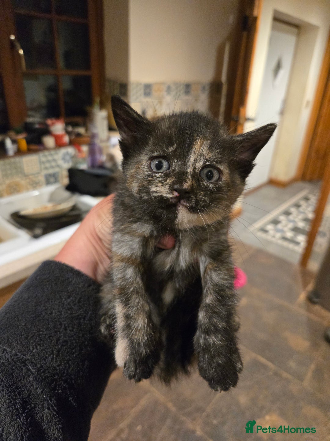 British Shorthair cats for sale: Beautifully marked kittens.  - Image 15