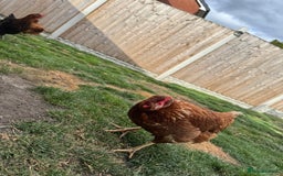 Chickens poultry for sale: Warren hen  - Image 3