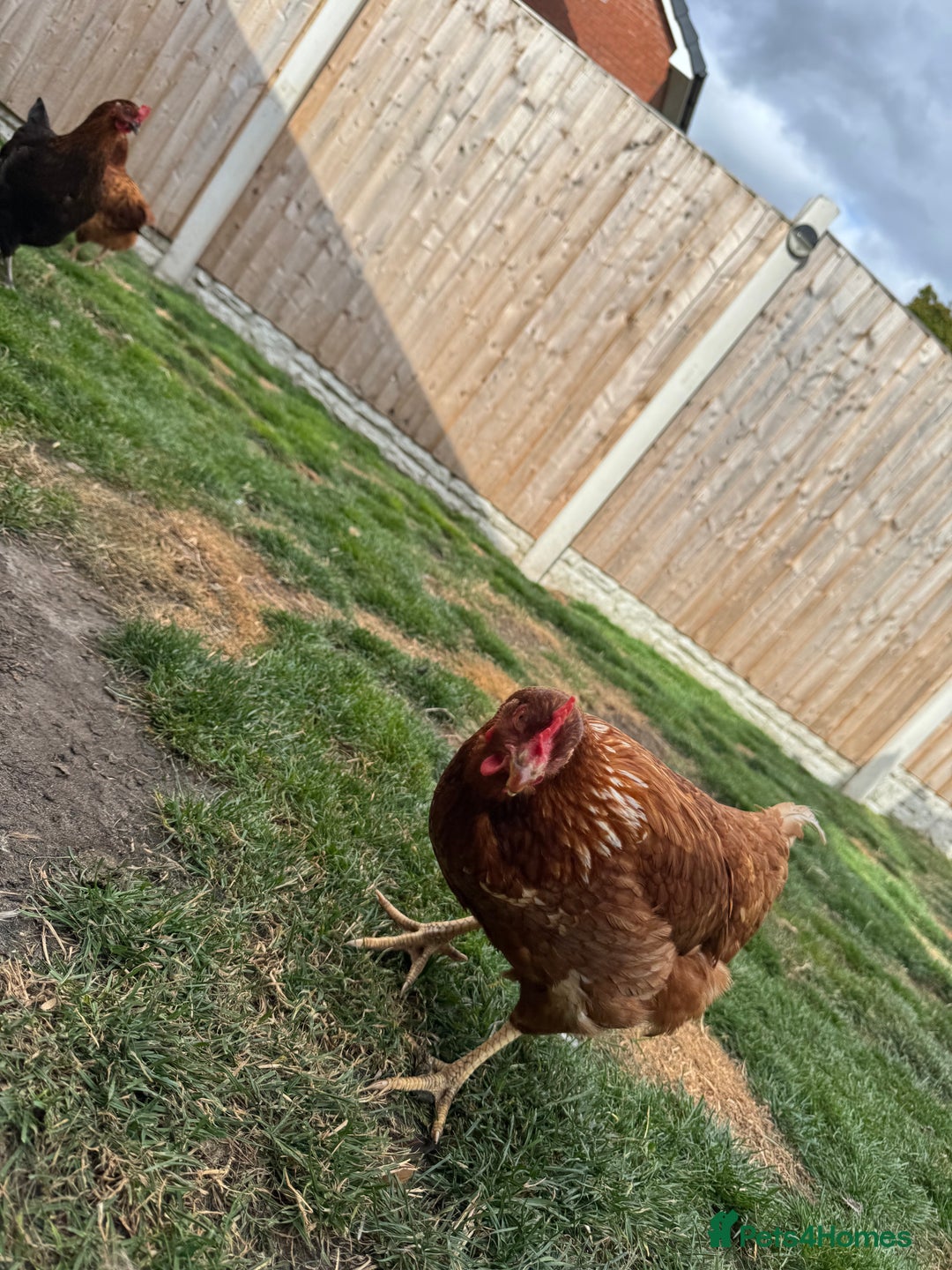Chickens poultry for sale: Warren hen  - Image 3