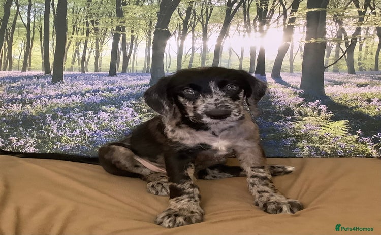 Mixed Breed dogs - Advert 4