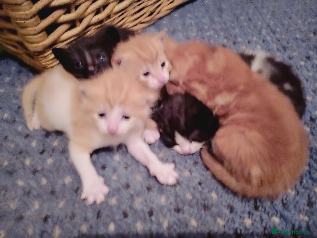 Mixed Breed cats for sale: Beautiful Picasso Ragdoll x kittens - Image 4