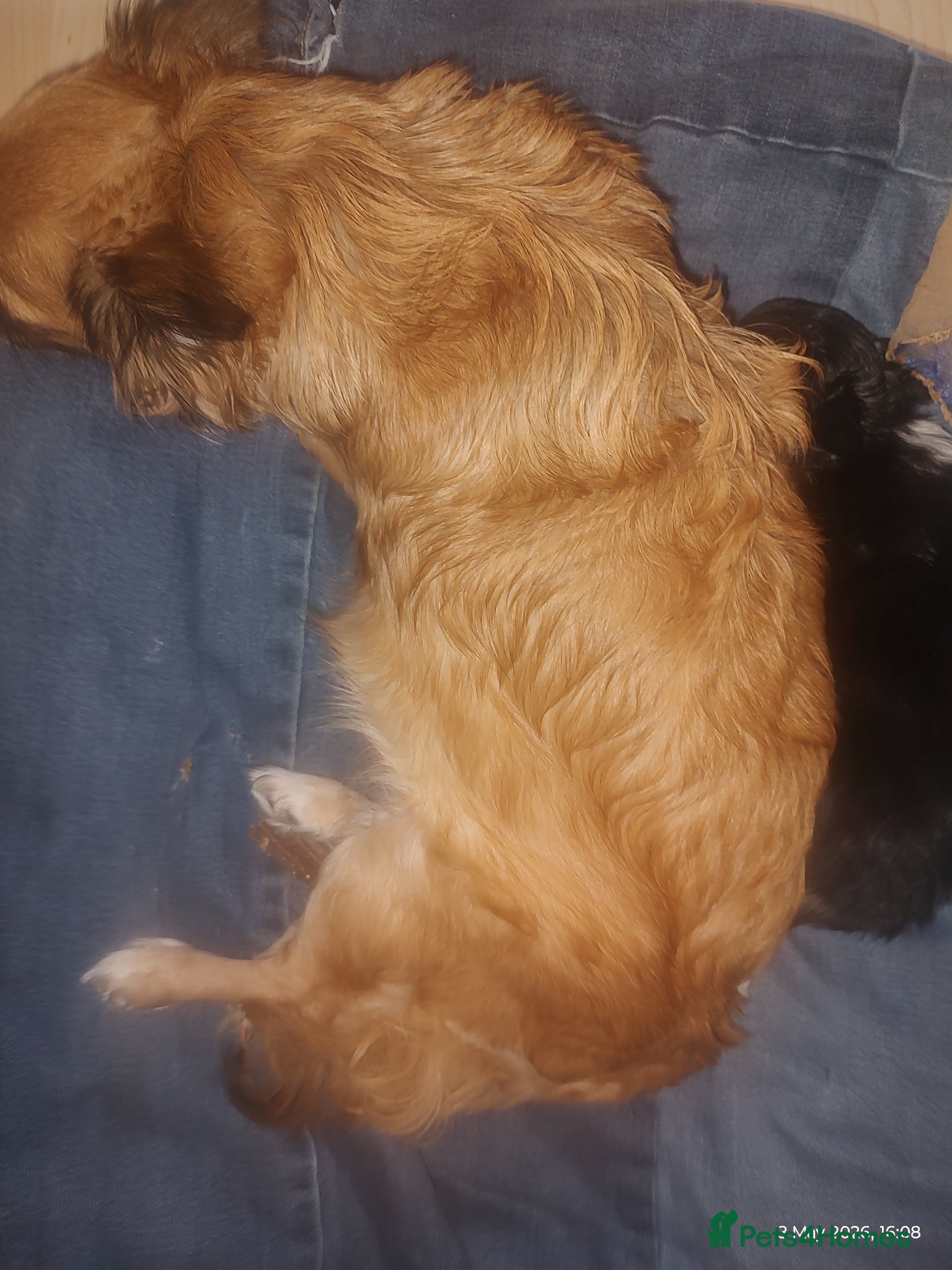 Chihuahua dogs Peanut and Lil Bear  - Advert 1