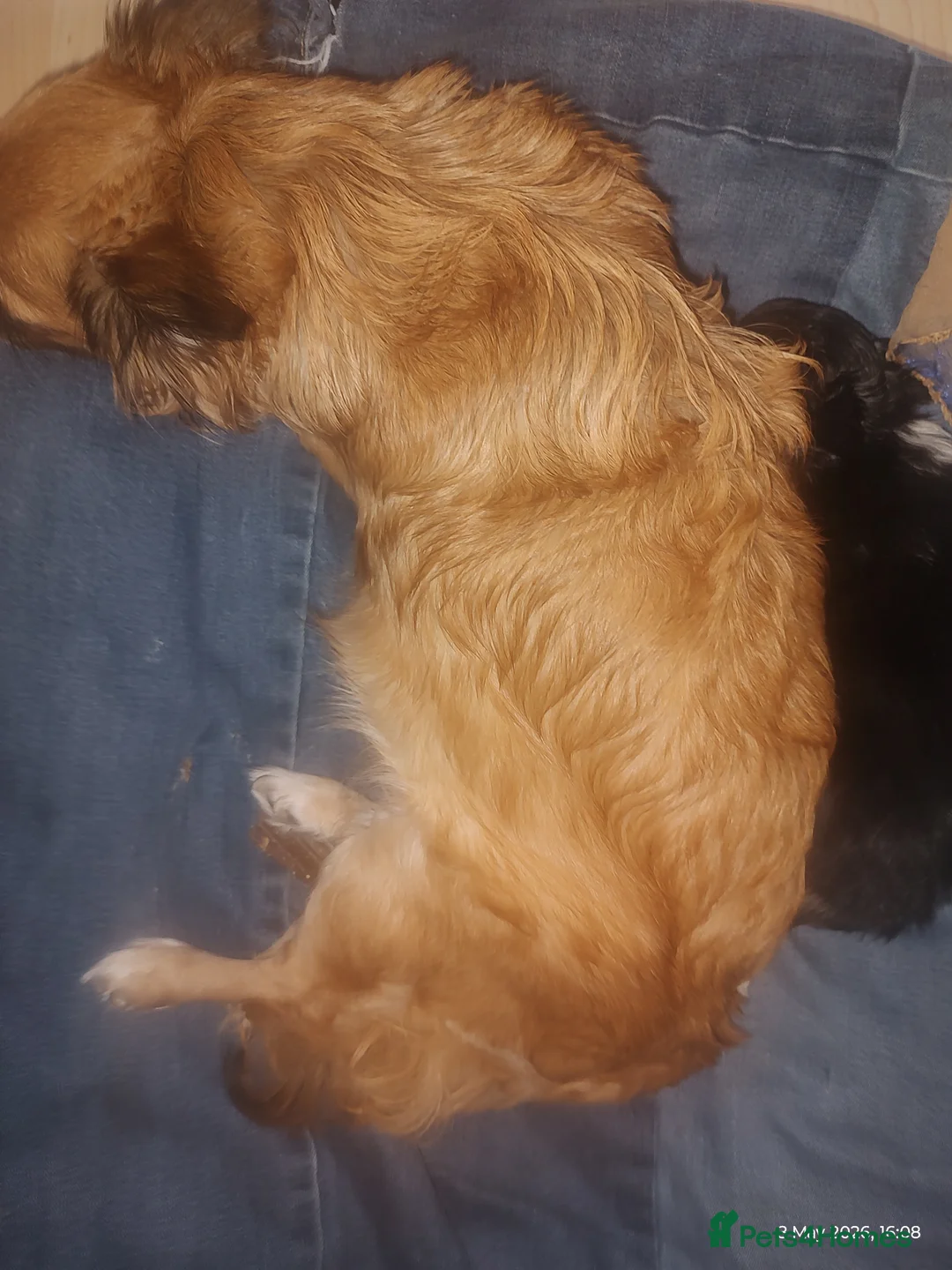 Chihuahua dogs for sale: Peanut and Lil Bear  - Advert 1