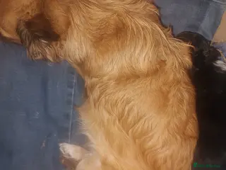 Chihuahua dogs Peanut and Lil Bear - Advert 1